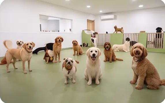 Honden spelen buiten bij een Nederlands dierenpension